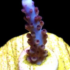 WYSIWYG 8B Blue/ Purple Staghorn Acropora