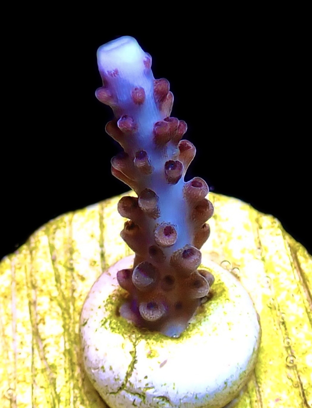 WYSIWYG 8B Blue/ Purple Staghorn Acropora