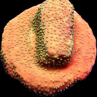 WYSIWYG 17B Gold Rush Montipora Frag Large