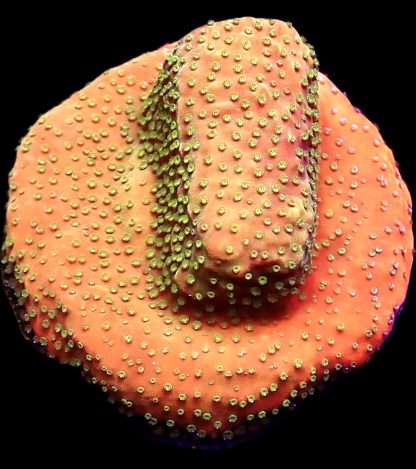 WYSIWYG 17B Gold Rush Montipora Frag Large
