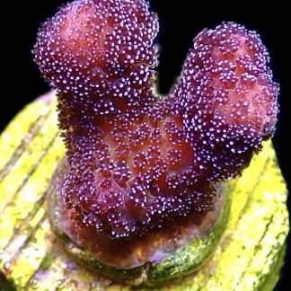 WYSIWYG 10F Cherry Cola Stylophora