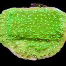WYSIWYG 17A M.O.C. Pink Rim Emerald Plating Montipora Frag