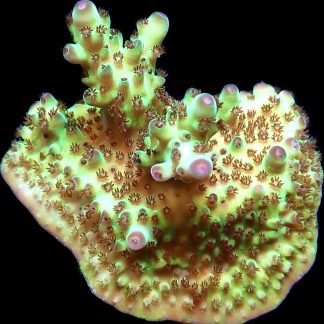 WYSIWYG 21H Berry Blast Acropora Granulosa Frag
