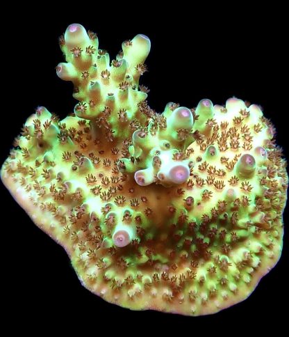 WYSIWYG 21H Berry Blast Acropora Granulosa Frag