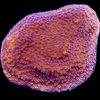 WYSIWYG 18D Purple Haze Montipora Extra Large