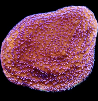 WYSIWYG 18D Purple Haze Montipora Extra Large