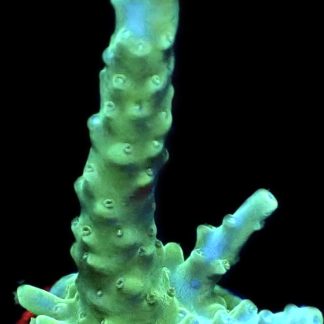 WYSIWYG 24i M.O.C. Blue Marvel Staghorn Acropora Frag