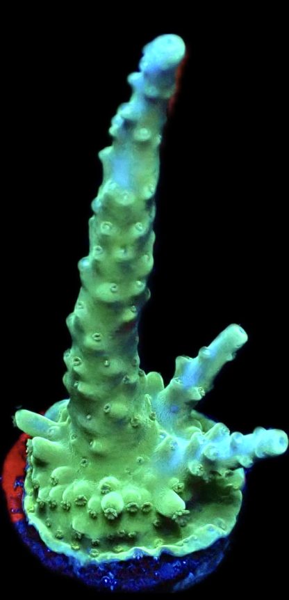 WYSIWYG 24i M.O.C. Blue Marvel Staghorn Acropora Frag