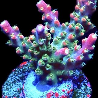 WYSIWYG 9H M.O.C. Bubblebath Unicorn Acropora Frag