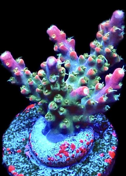 WYSIWYG 9H M.O.C. Bubblebath Unicorn Acropora Frag