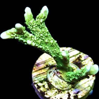 WYSIWYG 13i Elkhorn Montipora Frag
