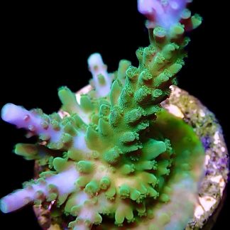WYSIWYG 12i Blue Marvel Staghorn Acropora