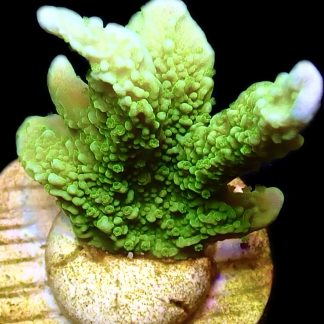 WYSIWYG 14K M.O.C. Elkhorn Montipora Frag