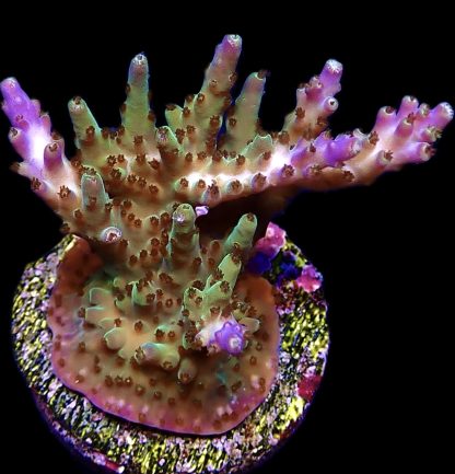 WYSIWYG 15H M.O.C. Tri Berry Acropora Frag Extra Large