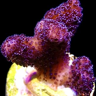 WYSIWYG 13i Cherry Cola Stylophora