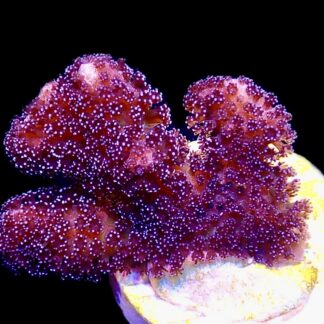 WYSIWYG M23 Cherry Cola Stylophora