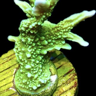 WYSIWYG 11K Elkhorn Montipora Frag
