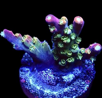 WYSIWYG 11F M.O.C. Bubblebath Unicorn Acropora Frag