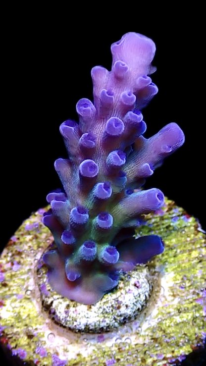 WYSIWYG 10G Miyagi Tort Acropora Frag