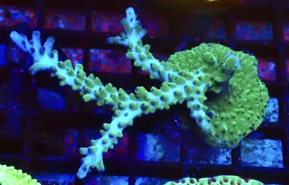 WYSIWYG 9J  Acropora Selago Extra Large Frag