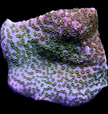 WYSIWYG 21B Ultra Pokerstar Montipora Frag Large