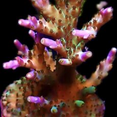 WYSIWYG 25G Pearlberry Acropora Frag Extra Large