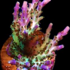 WYSIWYG M32 Pearlberry Acropora Frag Extra Large