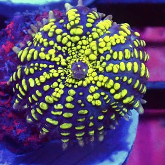 WYSIWYG Uranium Bounce Mushroom A3