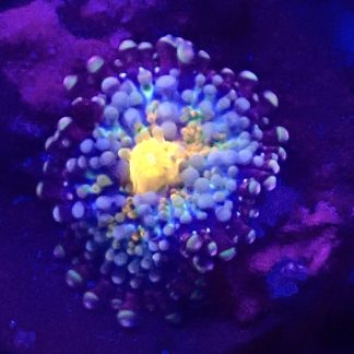 WYSIWYG Orange Centred Bullseye Mushroom Frag 1 Smaill