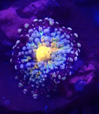WYSIWYG Orange Centred Bullseye Mushroom Frag 1 Smaill