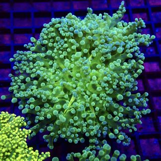WYSIWYG T2 Atomic Frogspawn Double