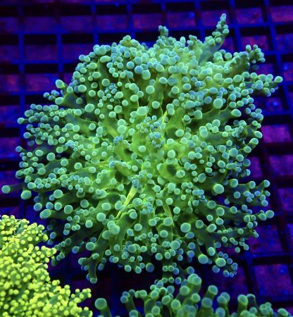 WYSIWYG T2 Atomic Frogspawn Double
