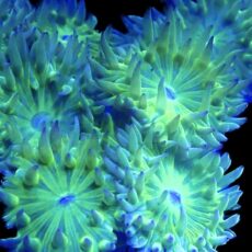 Australian Duncan Coral Triple Head