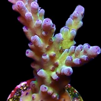 WYSIWYG 21D M.O.C. Miyagi Tort Acropora Large