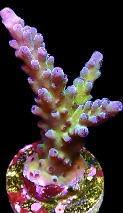 WYSIWYG 21D M.O.C. Miyagi Tort Acropora Large