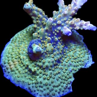 WYSIWYG 22F Midnight Beacon Acropora Frag