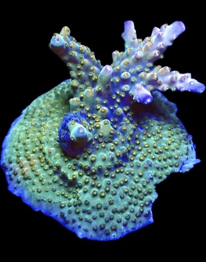 WYSIWYG 22F Midnight Beacon Acropora Frag
