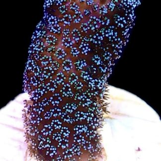 WYSIWYG 22C Purple Stylophora Milka