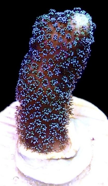 WYSIWYG 22C Purple Stylophora Milka
