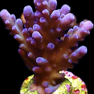 WYSIWYG 19E Electric Miyagi Tort Acropora Large