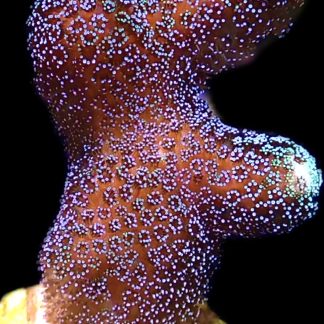 WYSIWYG 10i Purple Stylophora Milka