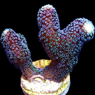 WYSIWYG 19A Purple Stylophora Milka