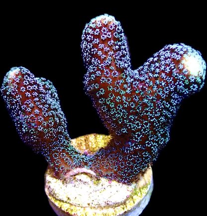 WYSIWYG 19A Purple Stylophora Milka