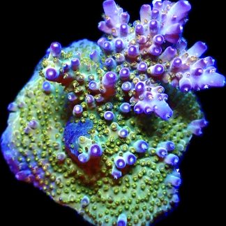 WYSIWYG 22G Purple Rain Acropora Frag Extra Large