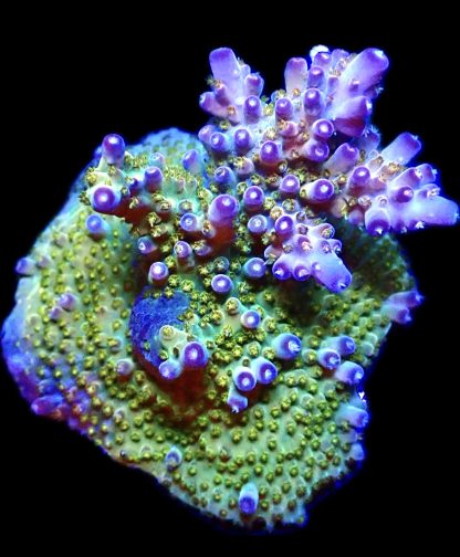 WYSIWYG 22G Purple Rain Acropora Frag Extra Large