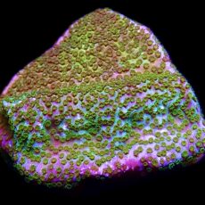 WYSIWYG 10B Pokerstar Montipora Frag Large