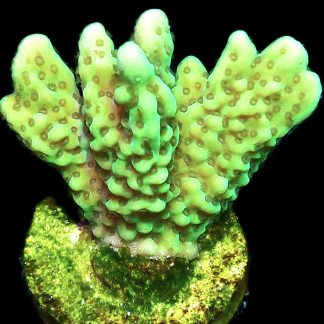 WYSIWYG 16J Appleberry Montipora Frag