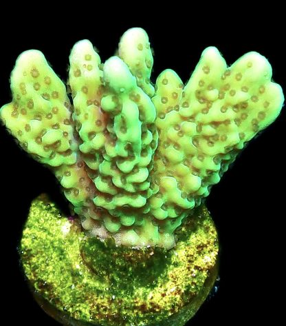 WYSIWYG 16J Appleberry Montipora Frag
