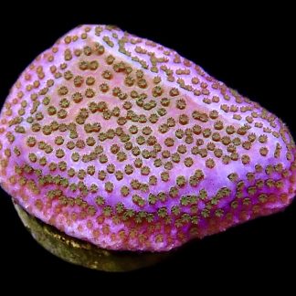 WYSIWYG 10B Pokerstar Montipora Frag