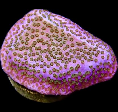 WYSIWYG 10B Pokerstar Montipora Frag